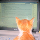 Illustration for article titled TAY IRC Chatroom